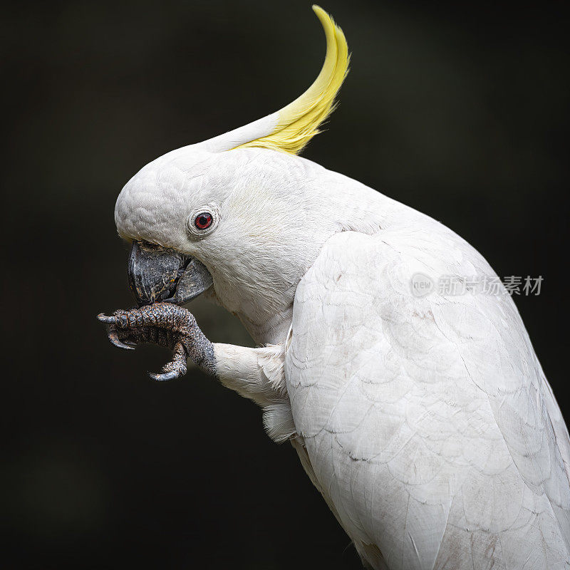 硫磺凤头鹦鹉(Cacatua galerita)